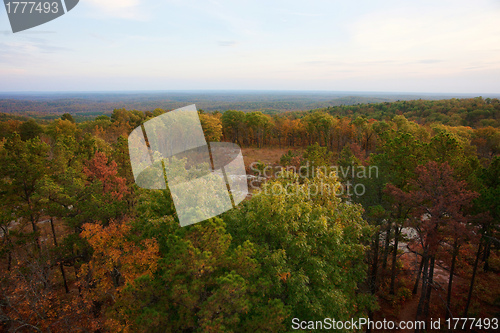 Image of ozarks forest in fall