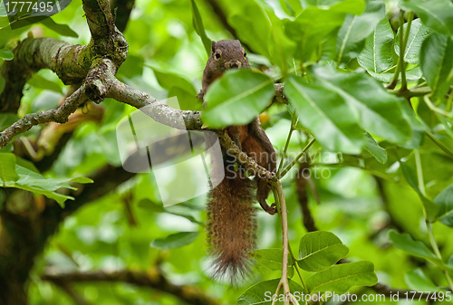 Image of squirrel in tree