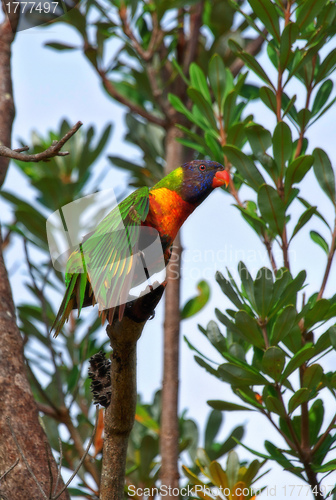 Image of rainbow lorikeet in tree