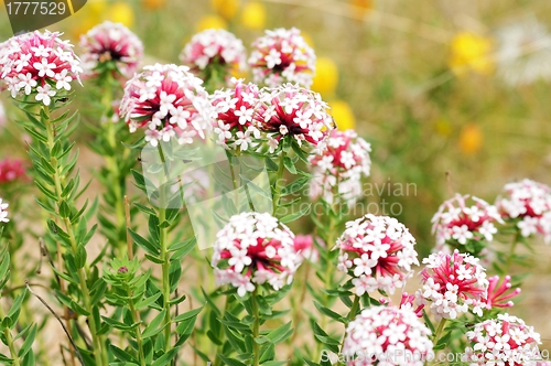 Image of Closeup of wild pink flowers