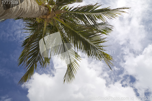 Image of Tall Palm