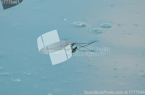 Image of water mosquito