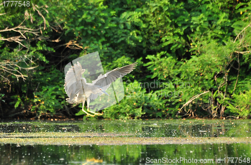 Image of heron bird