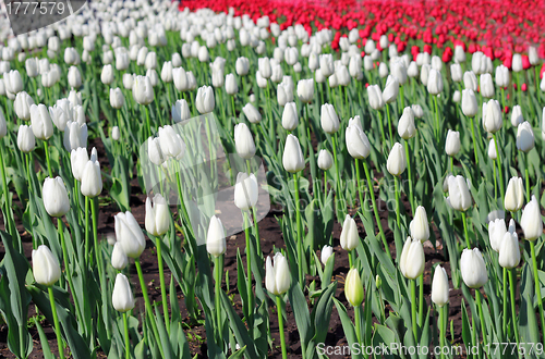 Image of Beautiful  tulips field in spring time