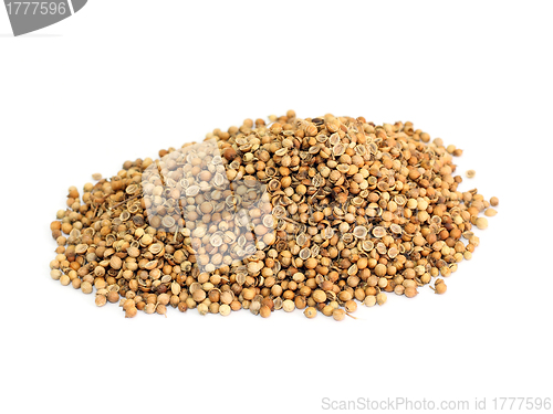 Image of many coriander seeds 