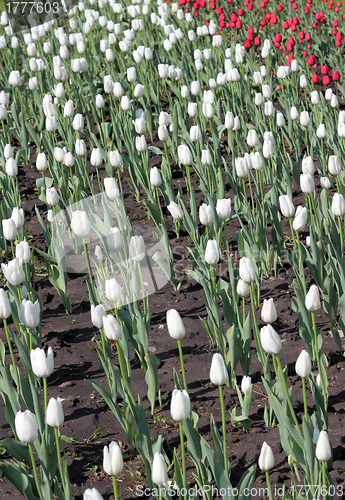 Image of Beautiful  tulips field in spring time
