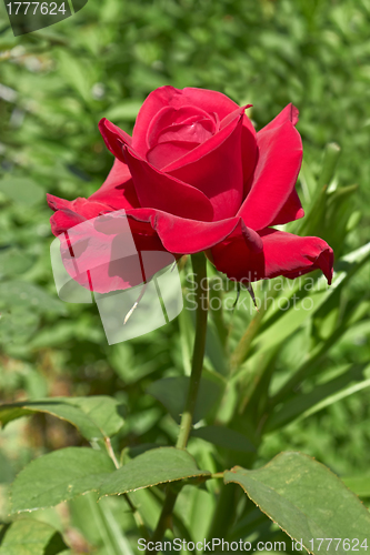 Image of Flowering dark red rose