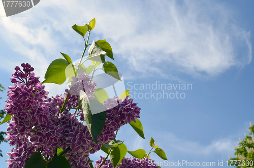 Image of Bloom purple lilac tree leaf on background of sky 