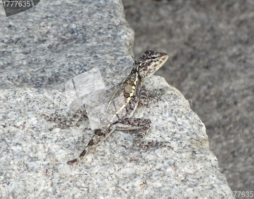 Image of lizard on stone