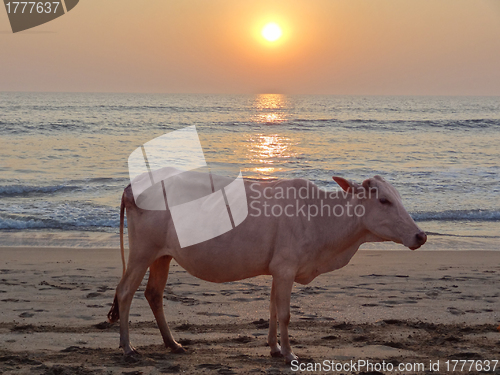 Image of sundown with cow