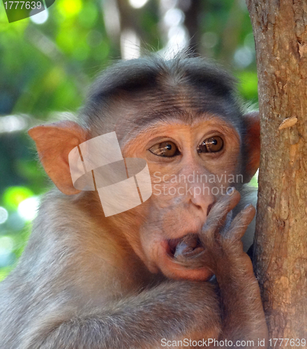 Image of Rhesus macaque