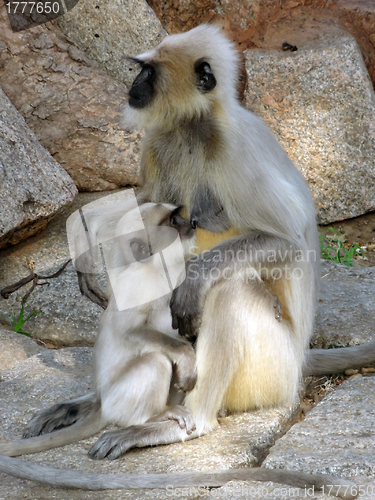 Image of gray langurs