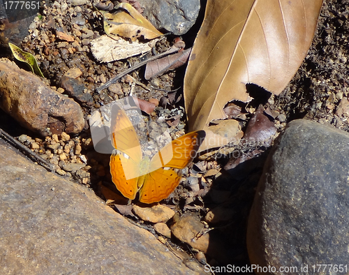 Image of orange butterfly