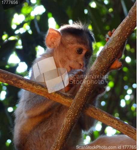 Image of Rhesus macaque