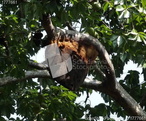 Image of bee colony