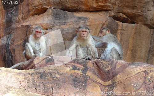 Image of Rhesus macaques