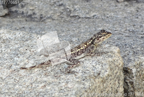 Image of lizard on stone