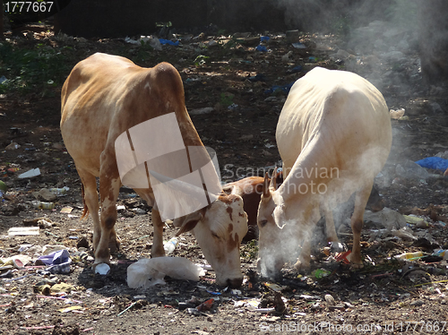Image of cows on waste dump