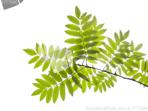 Image of green leaf