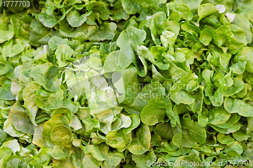 Image of Green salad