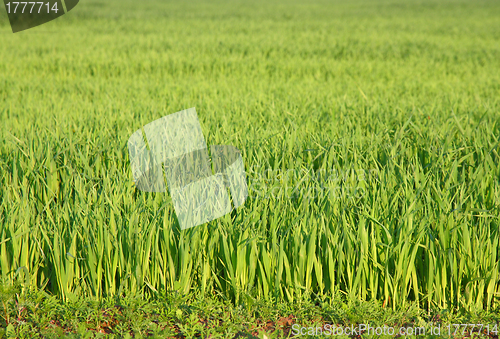 Image of Green grass background texture straight