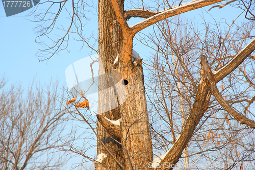 Image of Bird nest in hollow tree trunk