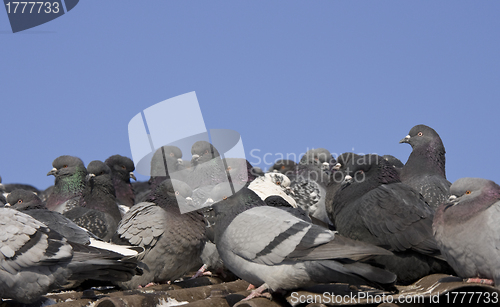 Image of pigeons