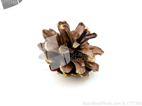 Image of Pine cones 