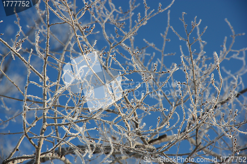 Image of Tree branches covered with hoarfrost 