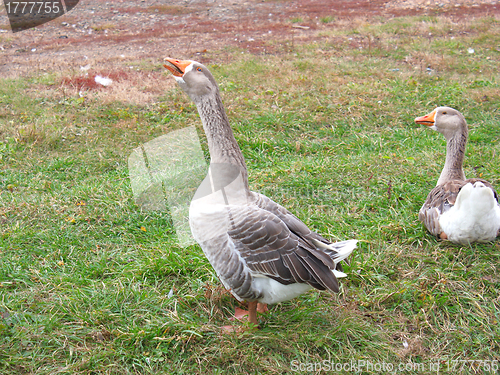 Image of Goose 