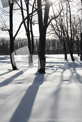 Image of White winter morning in the park