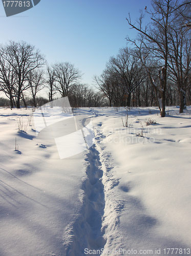 Image of Path through winter woods