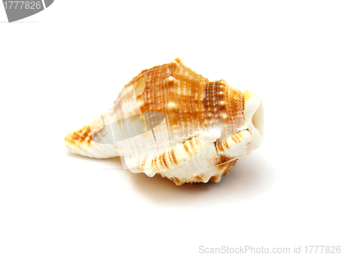 Image of Sea shell with reflection on white background