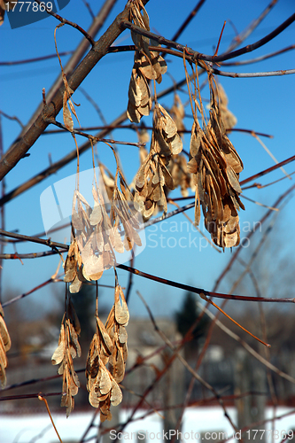 Image of The dried up seeds on a tree 