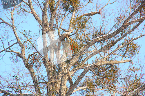 Image of tree with berries on branches in winter against the blue sky