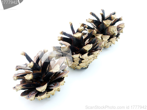Image of Pine cones 