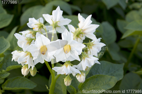 Image of Flower of a potato