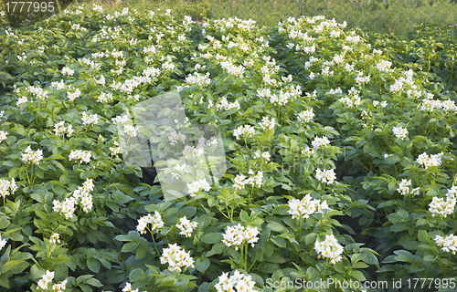 Image of Lush flowering potato