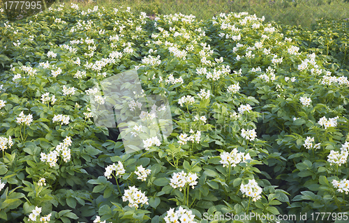 Image of Lush flowering potato