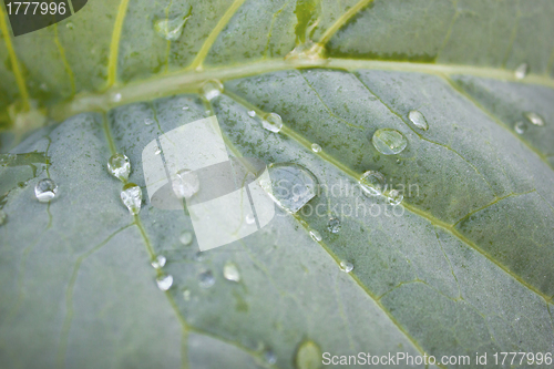 Image of Dew drop is on the sheet plant