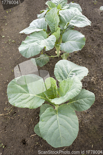 Image of Young plants of cabbage