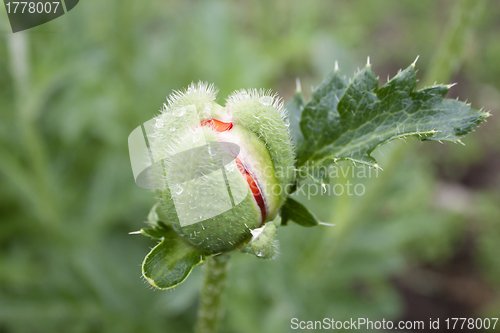 Image of Unopened bud of poppy