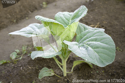 Image of Young plants of cabbage