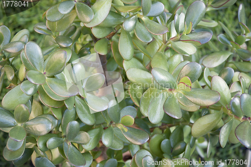 Image of Floral background of green  leaves of a houseplant