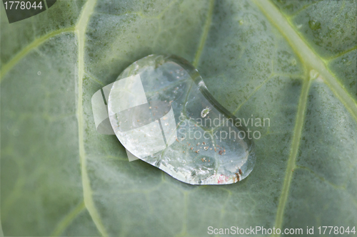 Image of Dew drop is on the sheet plant
