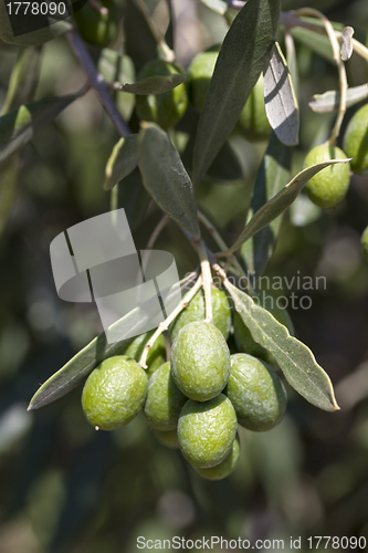 Image of Olive on tree