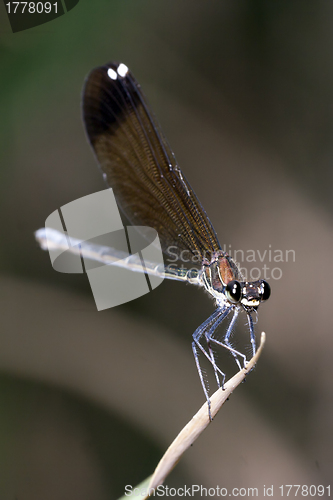 Image of damselfly resting on leaf