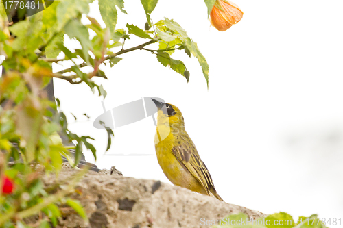 Image of A yellow Robin on a tree