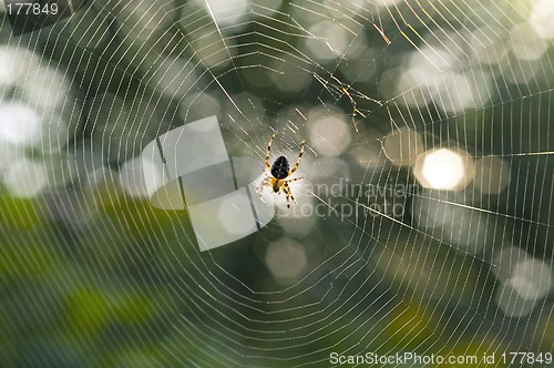 Image of Spider