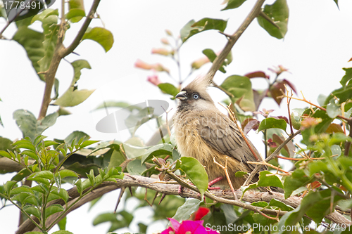 Image of Speckled Mousebird